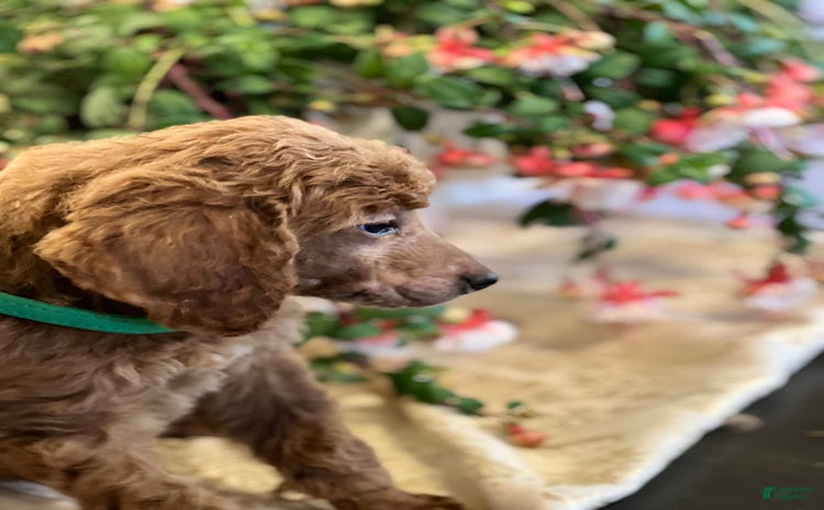 Standard Poodle dogs for sale - Ad 2