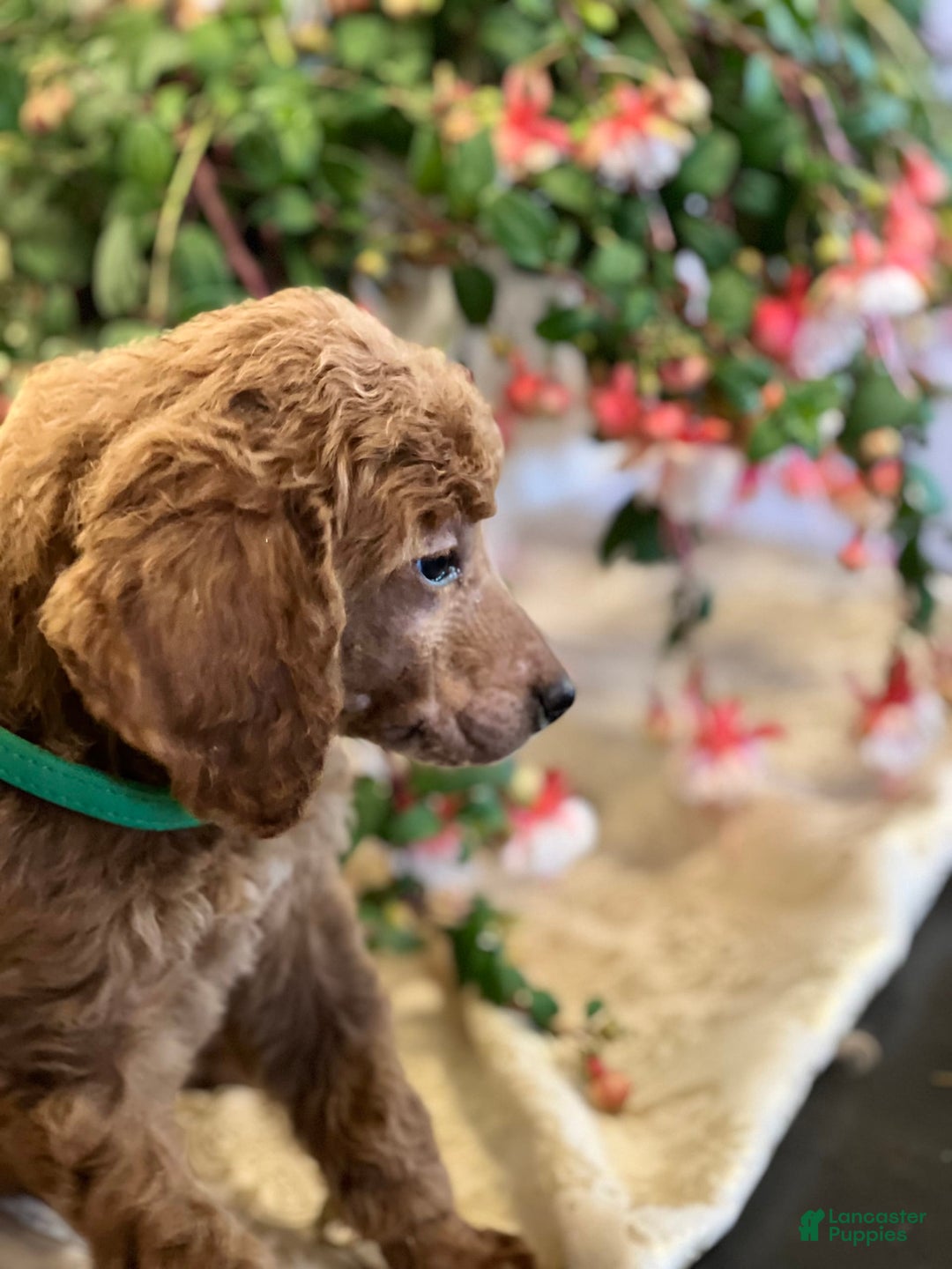 Standard Poodle dogs for sale: Billy - Image 1