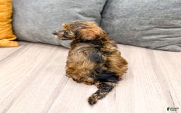 Yorkiepoo dogs for sale: Lacy - Image 1