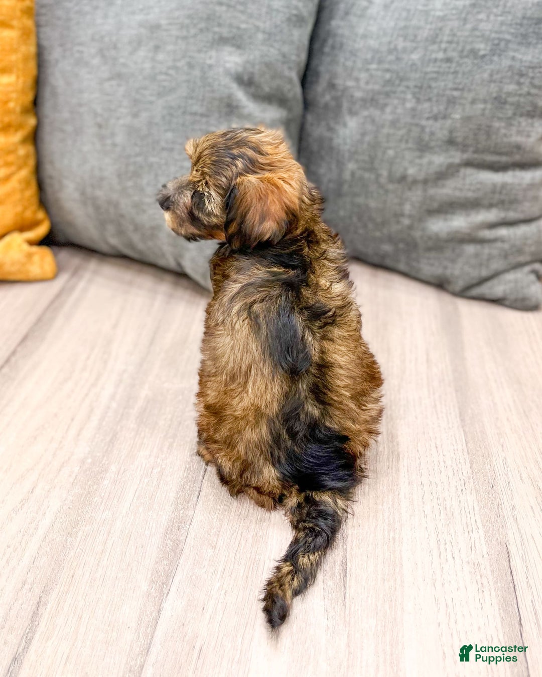 Yorkiepoo dogs for sale: Lacy - Image 1
