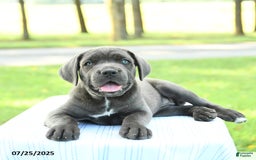 Cane Corso dogs for sale: Darcy - Image 1