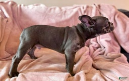 French Bulldog dogs for sale: Thor - Image 6
