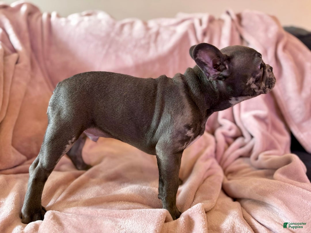 French Bulldog dogs for sale: Thor - Image 6