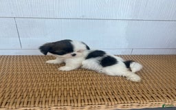 Teddy Bear dogs for sale: Teddy Bear 2 puppies - Image 1