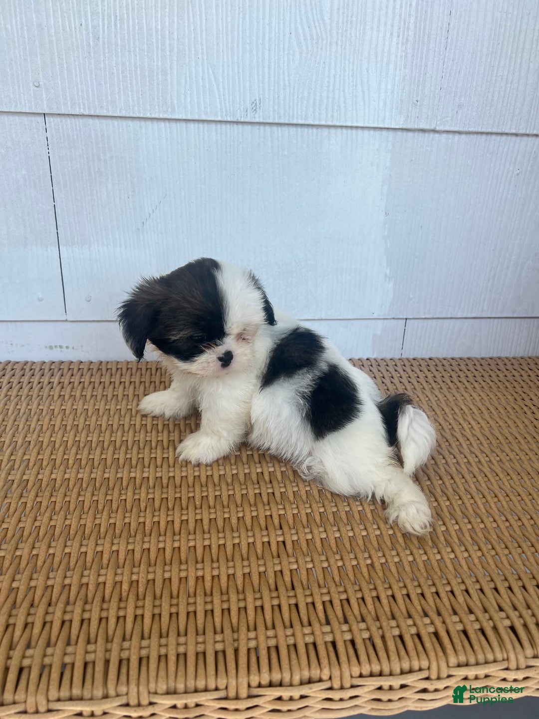 Teddy Bear dogs for sale: Teddy Bear 2 puppies - Image 1