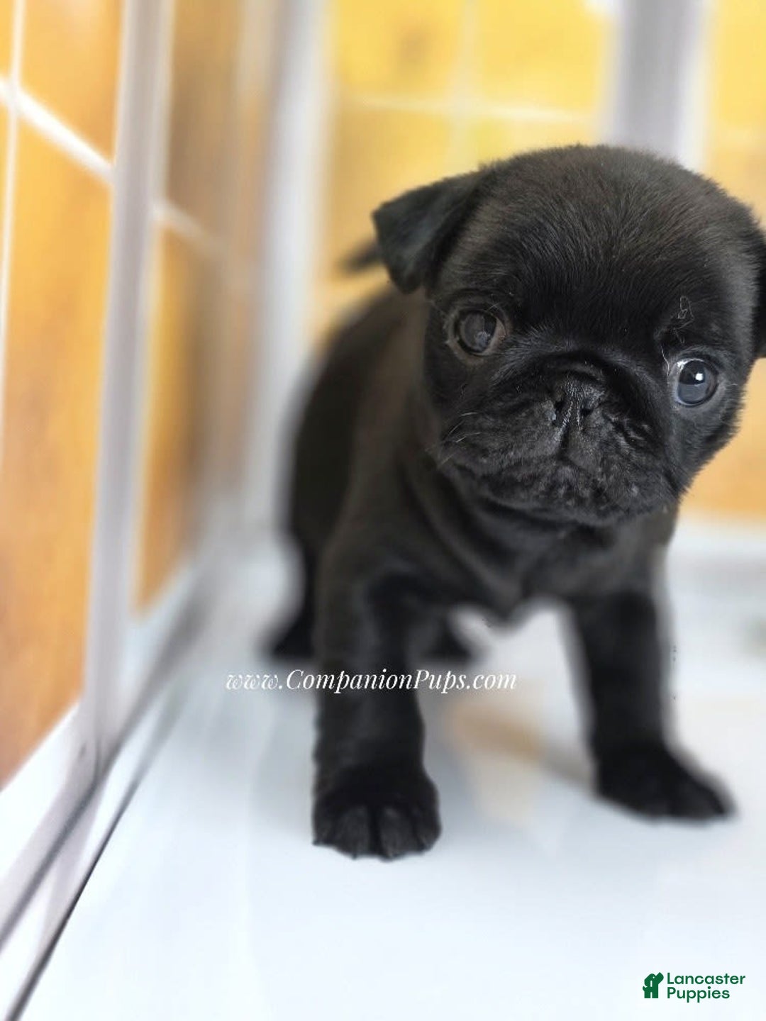 Pug dogs for sale: Runt - Champion Lines - Image 9