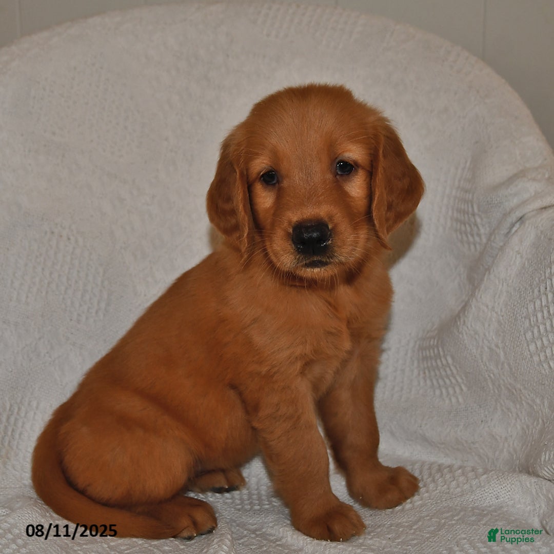 Golden Retriever dogs for sale: Daisy - Image 1