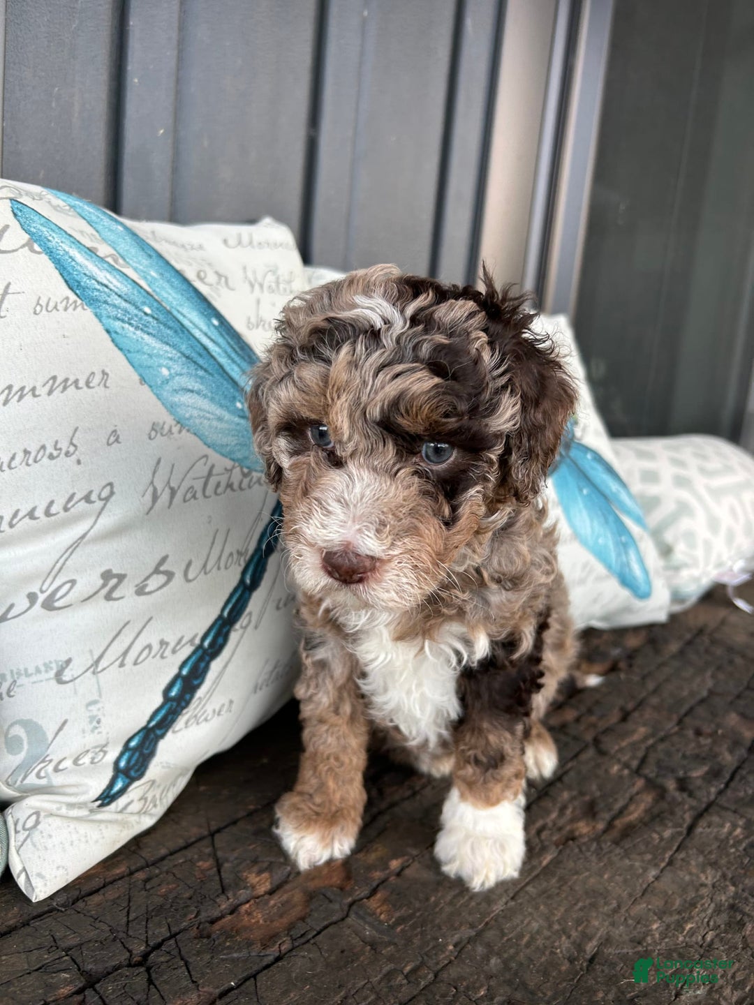 Aussiedoodle dogs for sale: Willow - Image 2