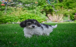 Bichpoo dogs for sale: Biko - Listing for pets: Baba, Biko, Buddy, Bo, Benny, Barry, Betty - Image 4