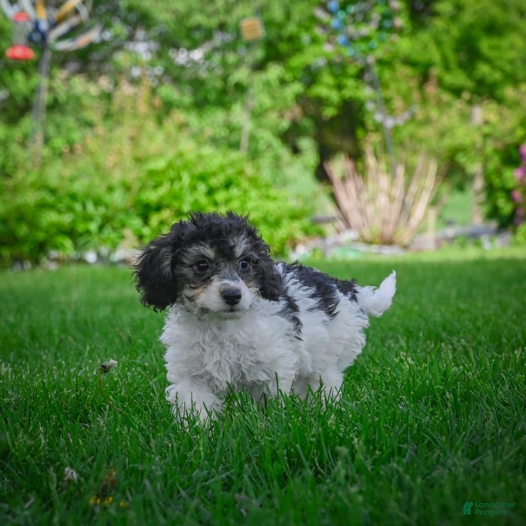 Bichpoo dogs for sale: Biko - Listing for pets: Baba, Biko, Buddy, Bo, Benny, Barry, Betty - Image 4