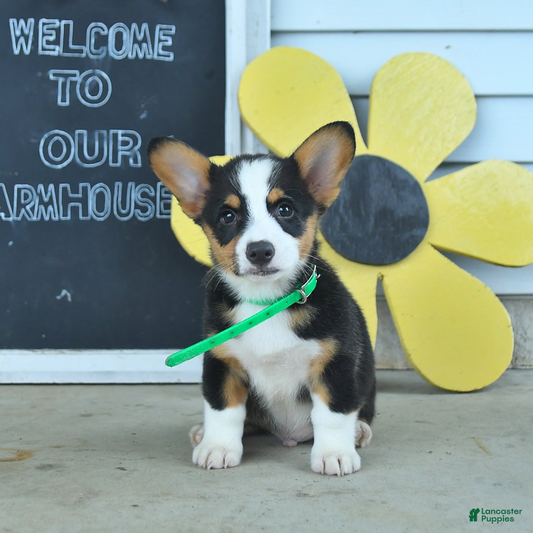 Welsh Corgi Pembroke dogs for sale: Major - Image 2