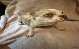 French Bulldog dogs for sale: Puppy 3 - Image 3