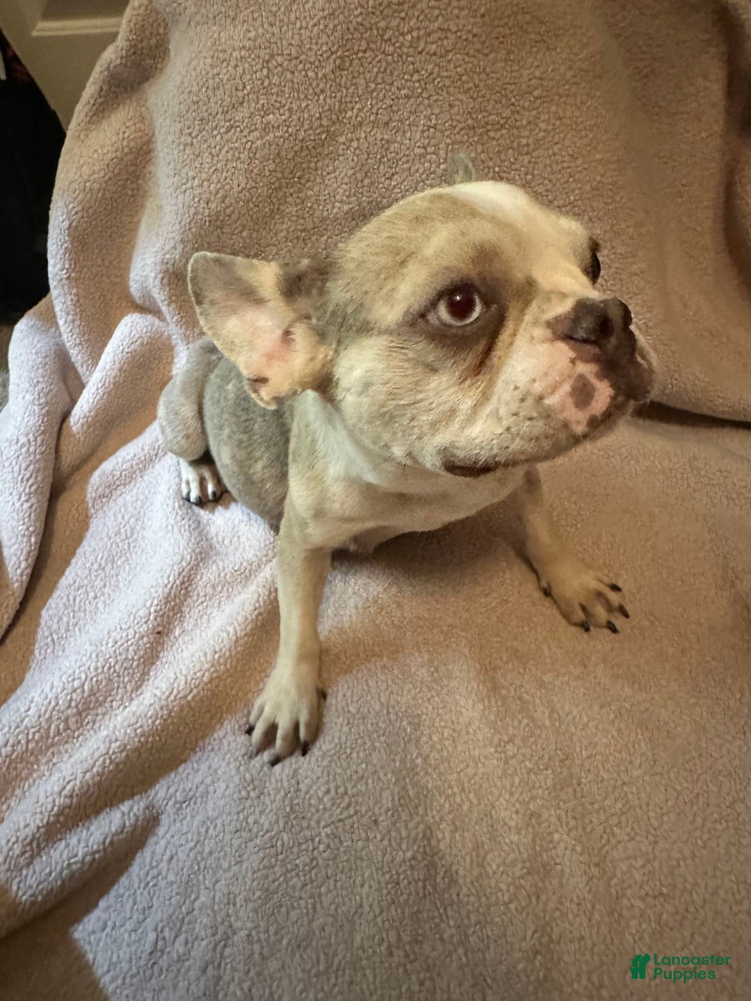 French Bulldog dogs for sale: Puppy 3 - Image 3