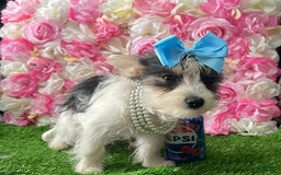 Yorkshire Terrier dogs for sale: Patrick Starr - Image 52