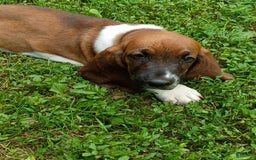 Basset Hound dogs for sale: Honey - Image 2