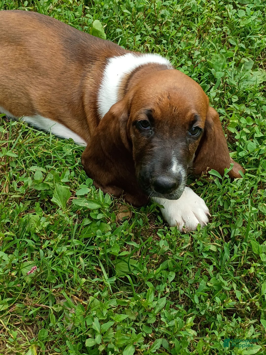 Basset Hound dogs for sale: Honey - Image 2