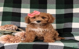 Cockapoo dogs for sale: Elsie - Image 9