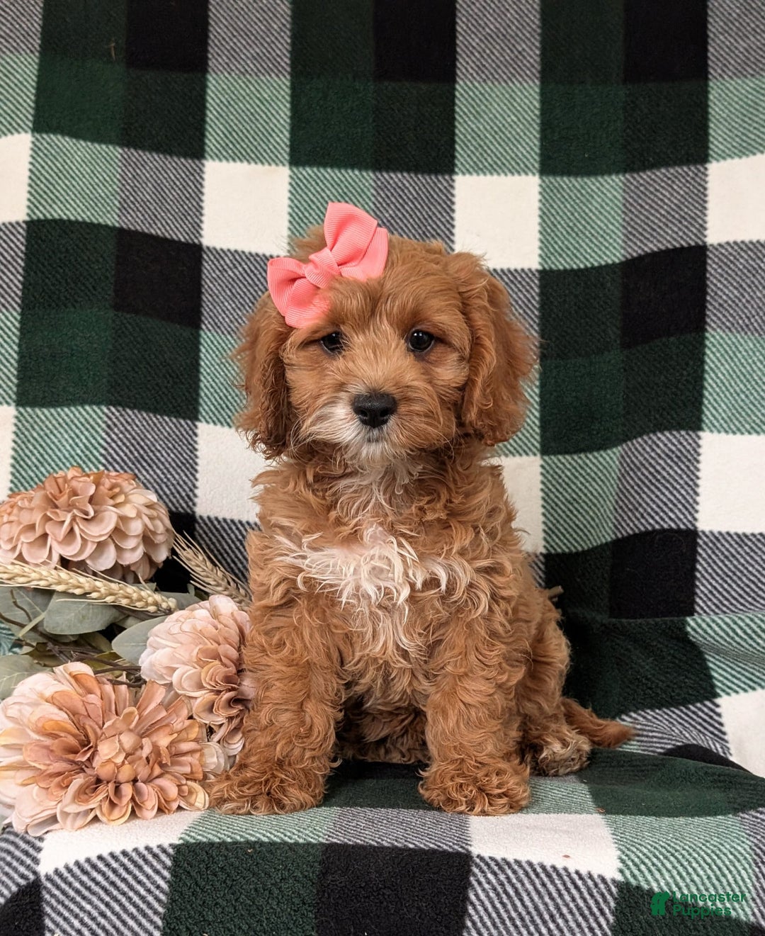 Cockapoo dogs for sale: Elsie - Image 9