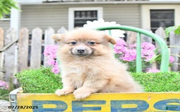 Pomeranian dogs for sale: Fancy - Image 5