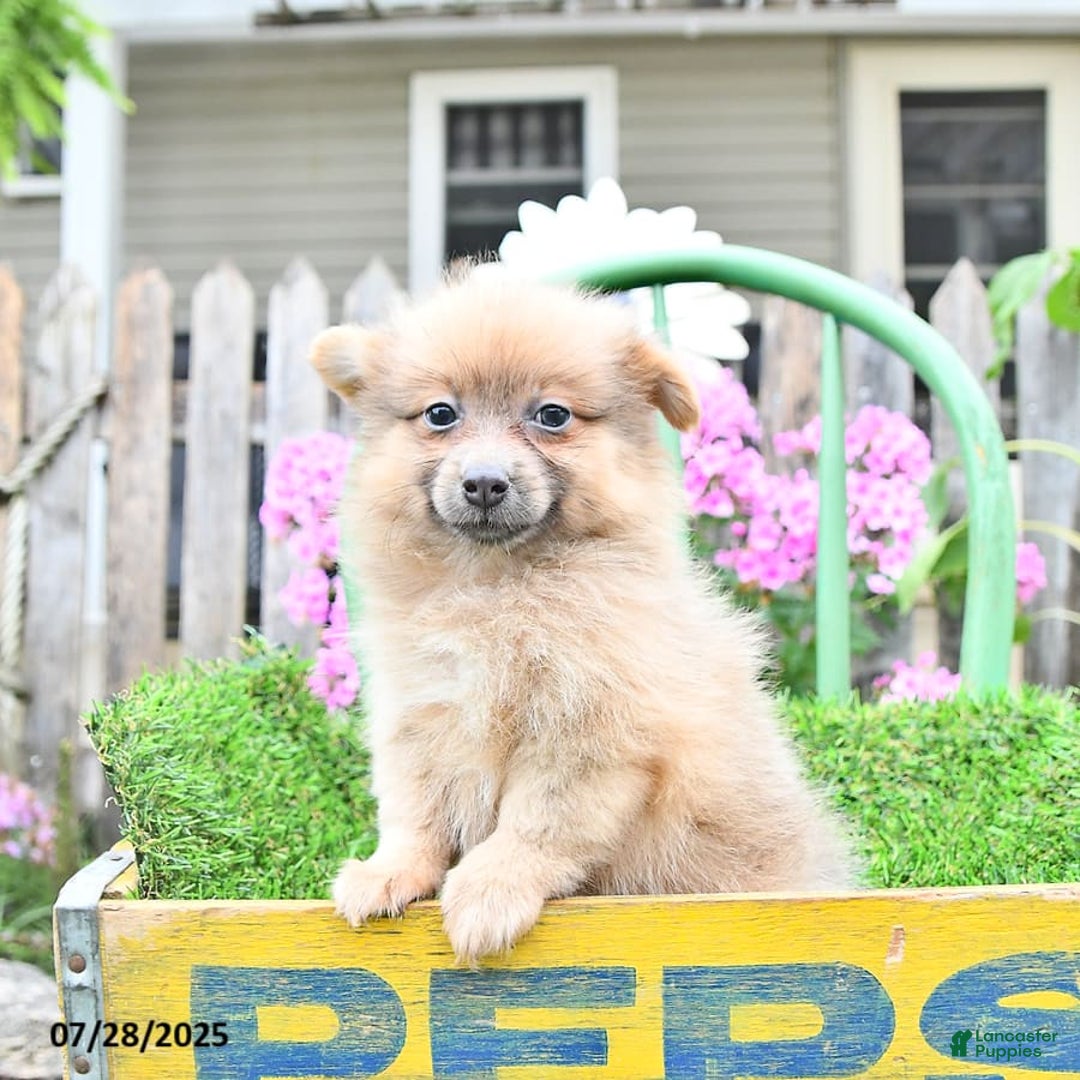 Pomeranian dogs for sale: Fancy - Image 5