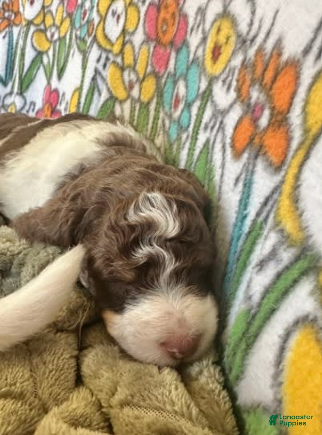Bernedoodle dogs for sale: Mae - Image 5
