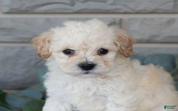 Bichpoo dogs for sale: Kory - Image 2