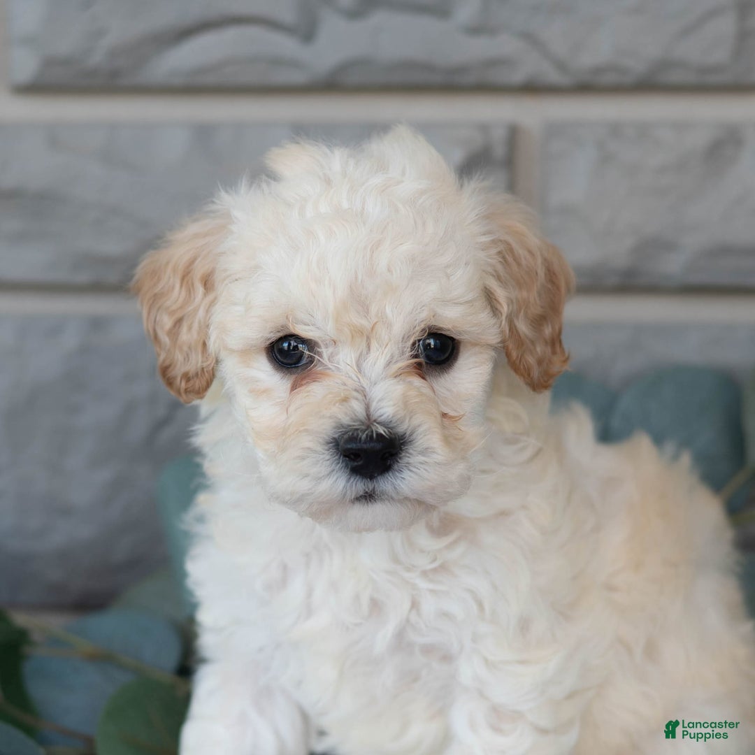 Bichpoo dogs for sale: Kory - Image 2