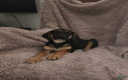 German Shepherd dogs for sale: Female - Image 2