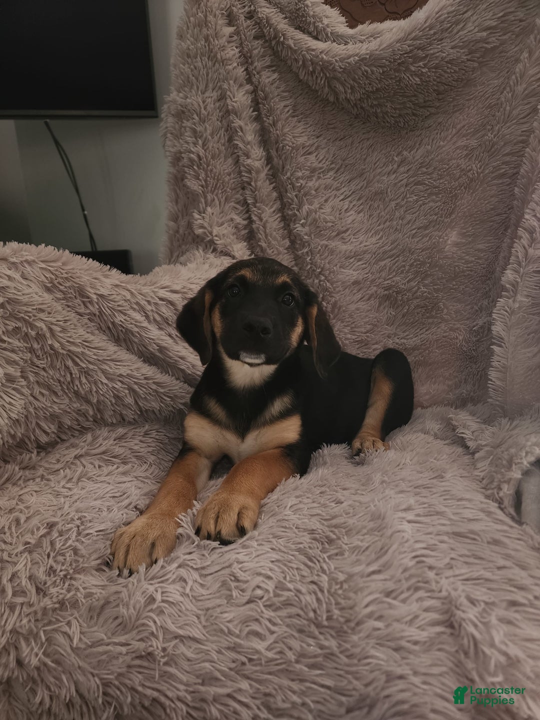 German Shepherd dogs for sale: Female - Image 2