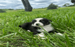 Australian Shepherd dogs for sale: Luna - Image 13