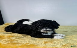Mini Bernedoodle dogs for sale: Diamond - Image 15