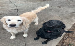 Goldador dogs for sale: Blue - Image 10