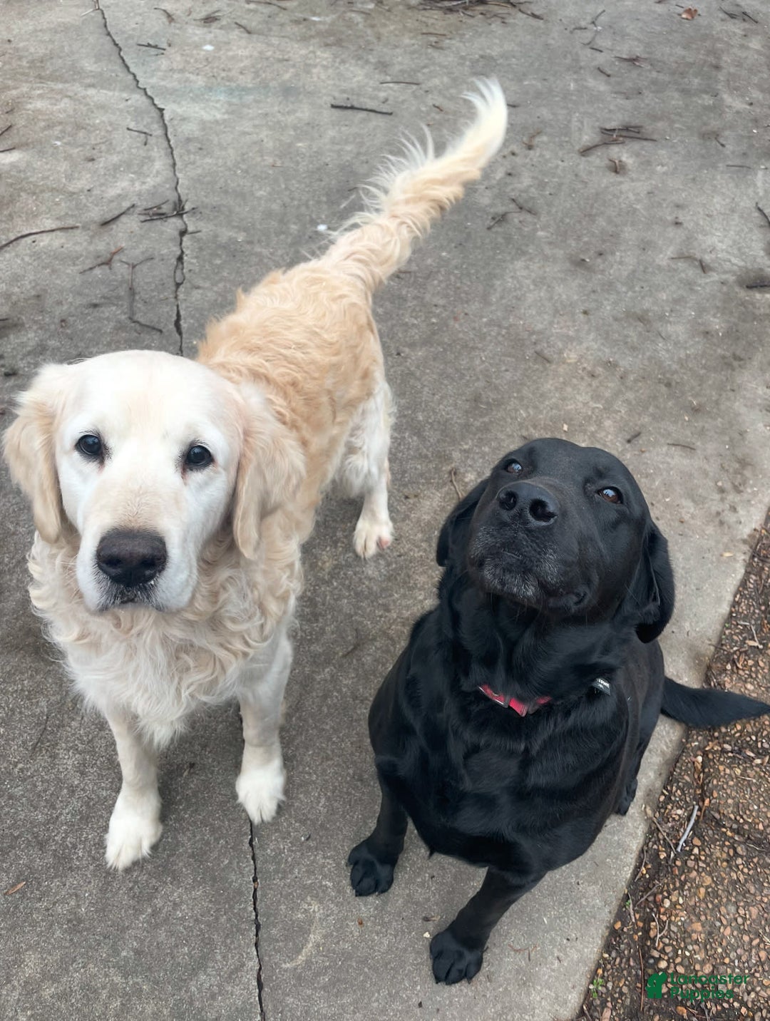 Goldador dogs for sale: Blue - Image 10
