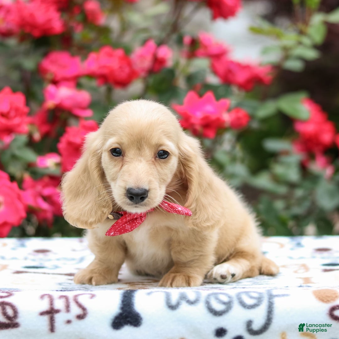 Miniature Dachshund dogs for sale: Penny - Image 1