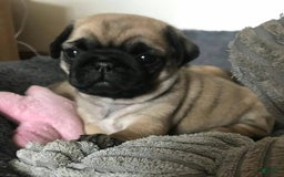 Pug dogs for sale: Becky - Image 3