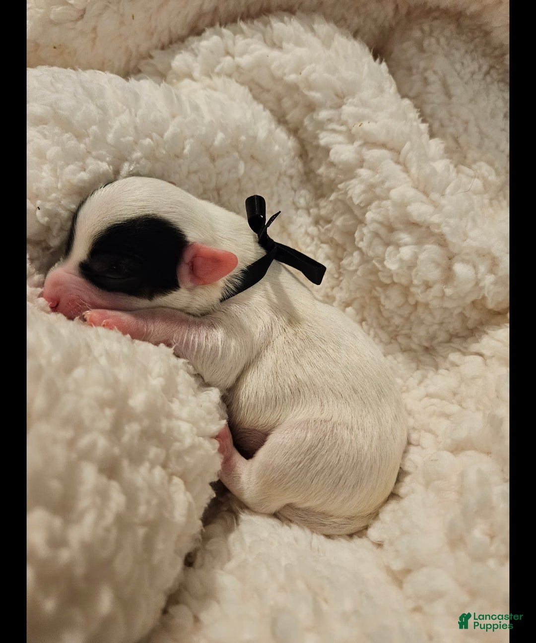 Morkie dogs for sale: Hercules - Image 4