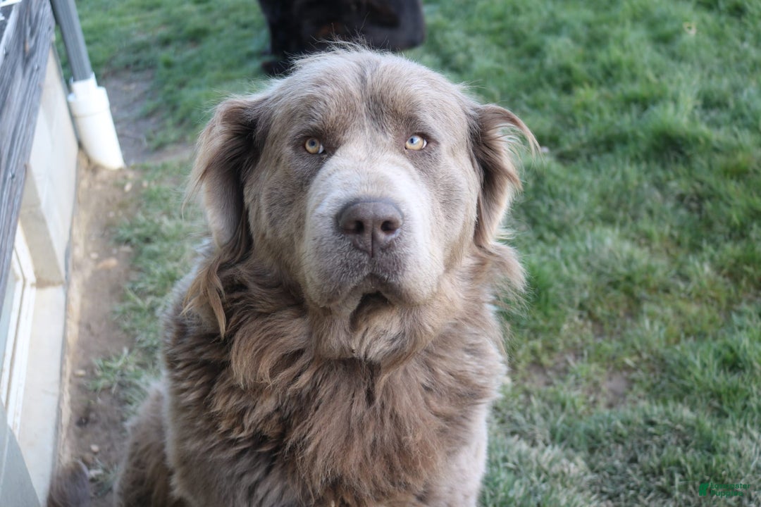 Newfypoo dogs for sale: Nickel - Image 13