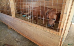 Rhodesian Ridgeback dogs for sale: Luna - Image 7