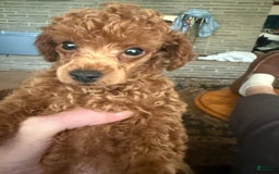 Toy Poodle dogs for sale: Buck - Image 2