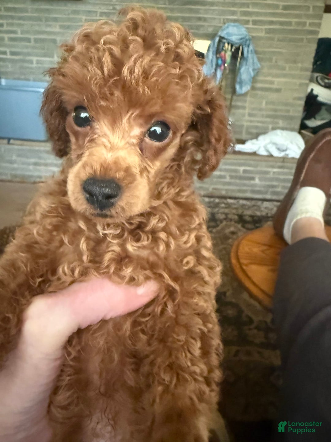 Toy Poodle dogs for sale: Buck - Image 2