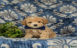 Maltipoo dogs for sale: Vaughn - Image 4
