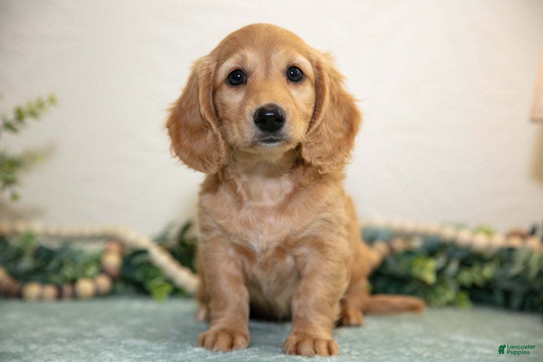 Miniature Dachshund dogs for sale: Jade - Image 2