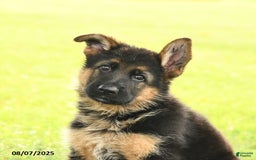 German Shepherd dogs for sale: Domino - Image 5