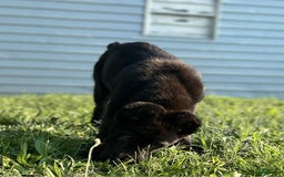 Central Asian Shepherd dogs for sale: angel - Image 2