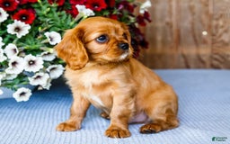 Cavalier King Charles Spaniel dogs for sale: Keegan - Image 15