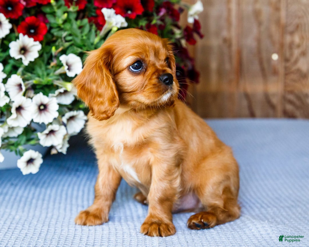 Cavalier King Charles Spaniel dogs for sale: Keegan - Image 15