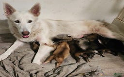 German Shepherd dogs for sale: Spartan - Image 7