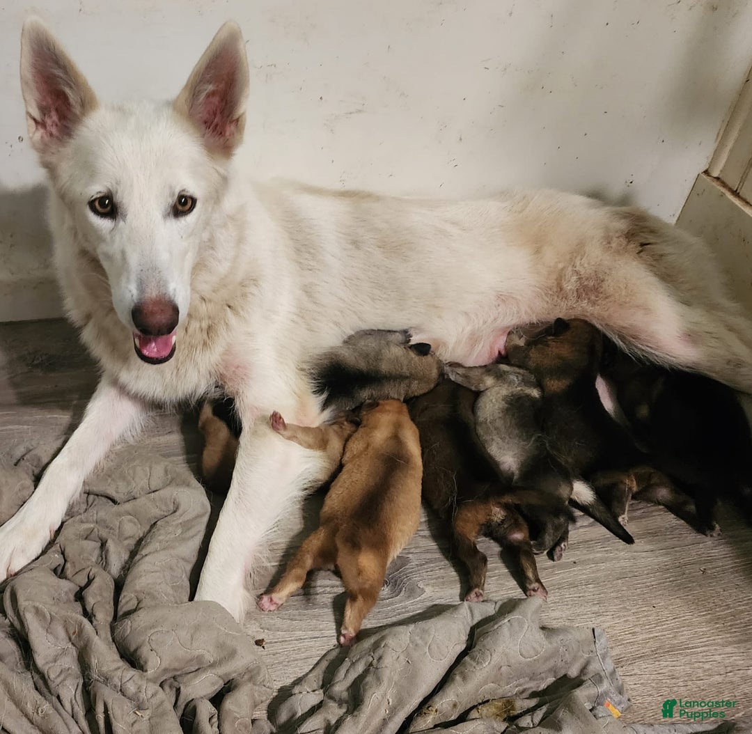 German Shepherd dogs for sale: Spartan - Image 7