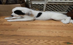 Great Pyrenees dogs for sale: Amie - Image 2
