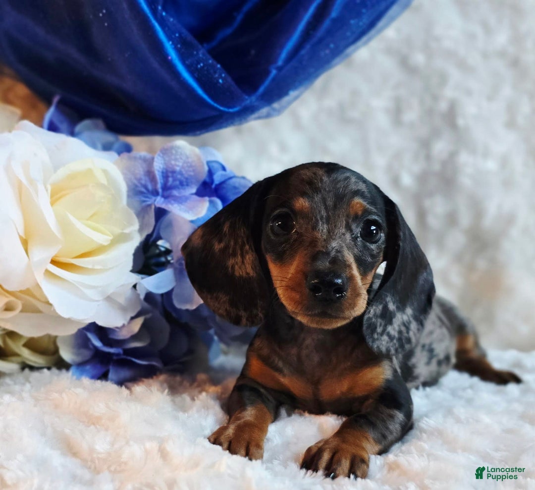 Miniature Dachshund dogs for sale: Pepper - Image 1